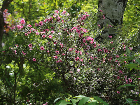 Leptospermum scoparium