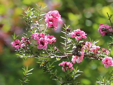 Leptospermum scoparium