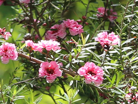 Leptospermum scoparium