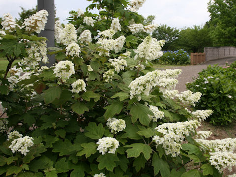 Hydrangea quercifolia