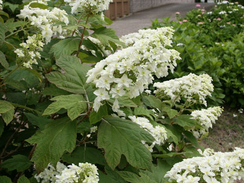 Hydrangea quercifolia