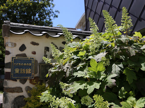 Hydrangea quercifolia