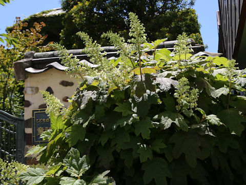 Hydrangea quercifolia