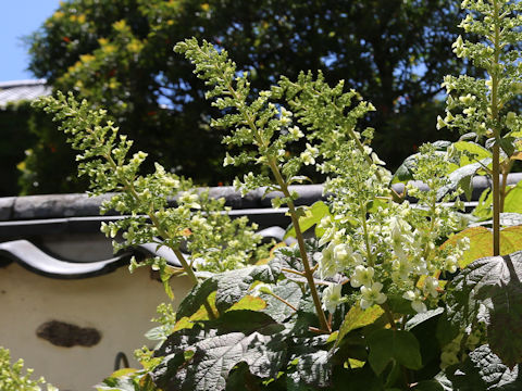 Hydrangea quercifolia