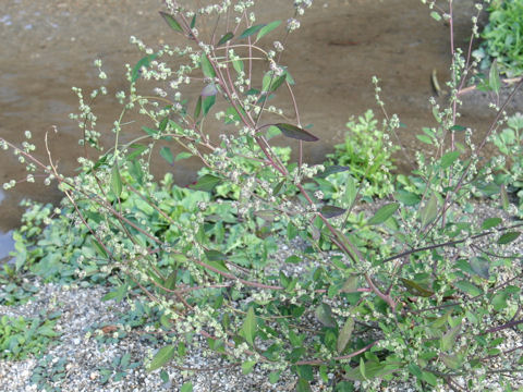 Chenopodium virgatum