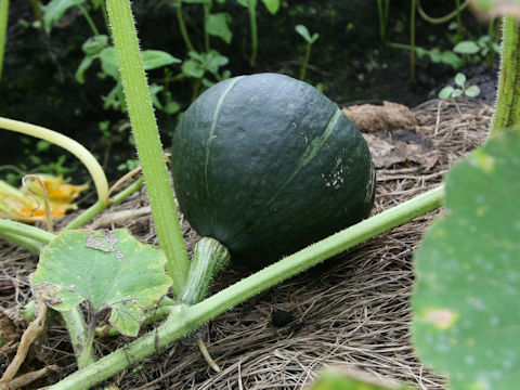 Cucurbita maxima cv. Dark Horse