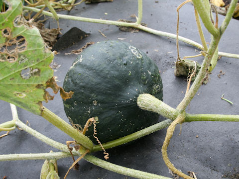 Cucurbita maxima cv. Primera117