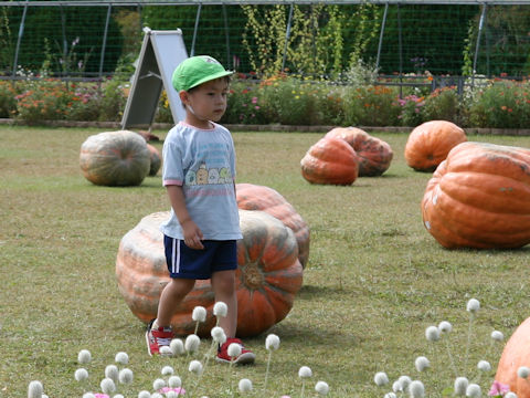 Cucurbita maxima cv. Atlantic Giant