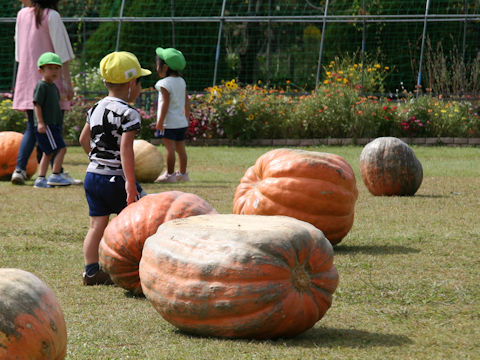 Cucurbita maxima cv. Atlantic Giant