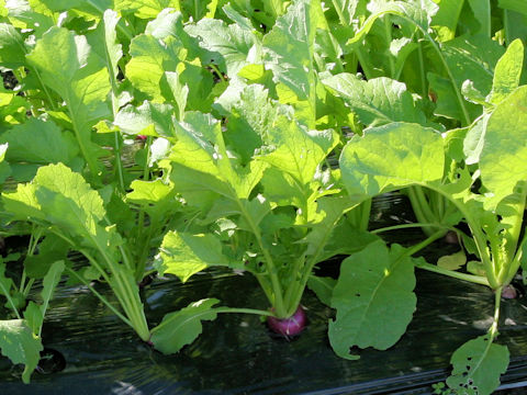 Brassica campestris var. glabra cv. Nagasaki Aka