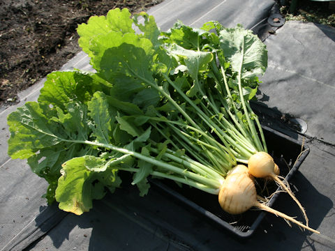 Brassica campestris var. glabra cv. Aji Kogane