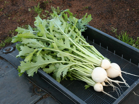 Brassica rapa var. rapa cv. Koikina