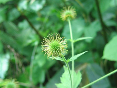 Geum macrophyllum var. sachalinense