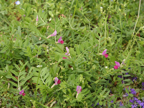 Vicia angustifolia