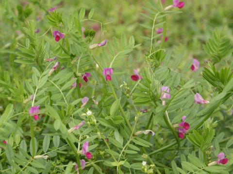 Vicia angustifolia