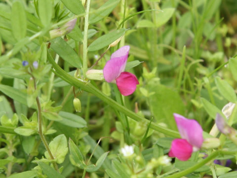 Vicia angustifolia