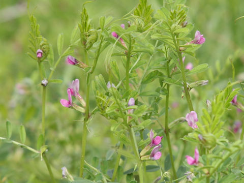 Vicia angustifolia