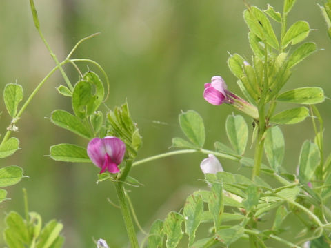 Vicia angustifolia