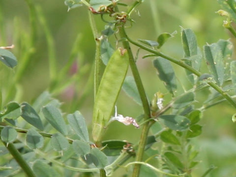 Vicia angustifolia