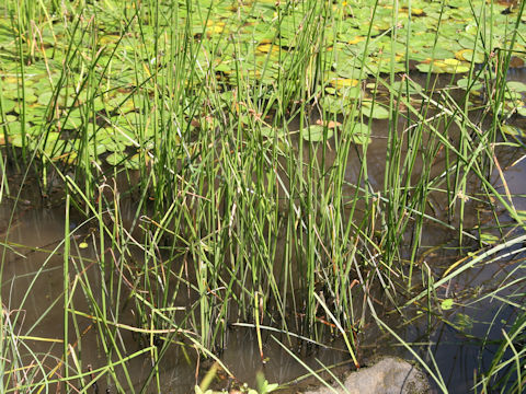 Scirpus triangulatus