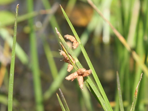 Scirpus triangulatus