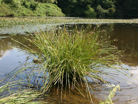 Scirpus triangulatus