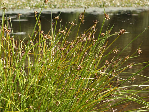 Scirpus triangulatus