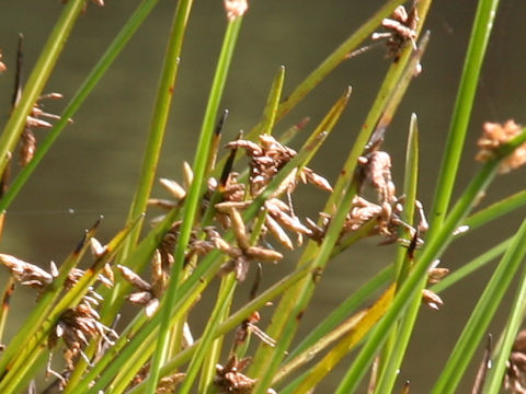 Scirpus triangulatus