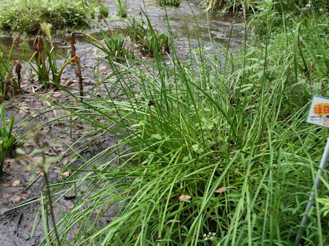 Scirpus triangulatus