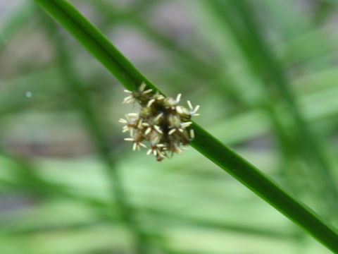 Scirpus triangulatus