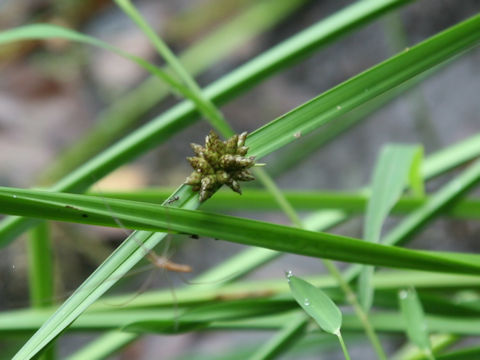 Scirpus triangulatus