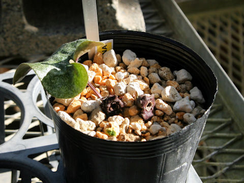 Asarum curvistigma