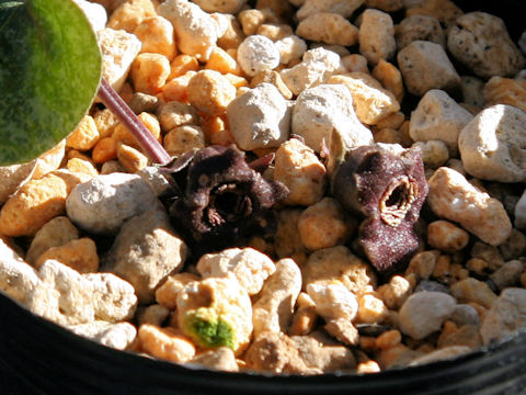 Asarum curvistigma