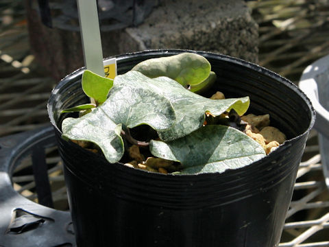 Asarum curvistigma