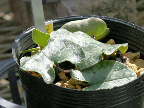 Asarum curvistigma