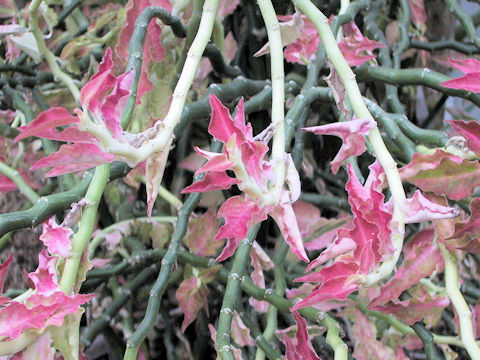 Pedilanthus tithymaloides spp. smalli