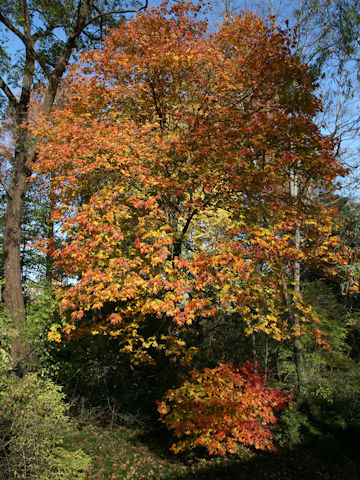 Acer diabolicum