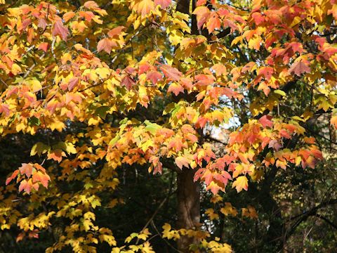 Acer diabolicum