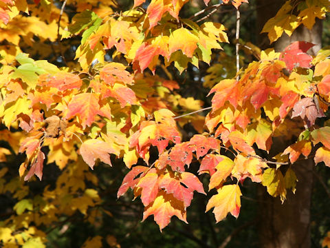 Acer diabolicum