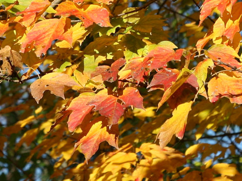 Acer diabolicum