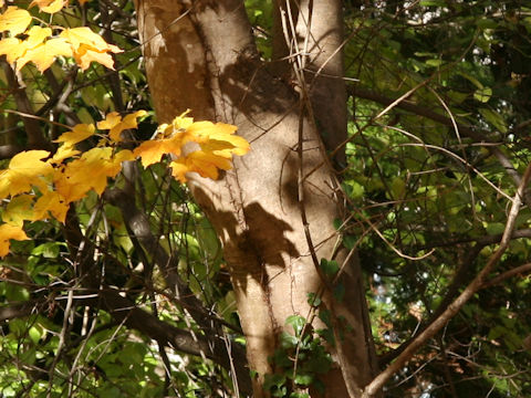 Acer diabolicum