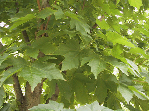 Acer diabolicum