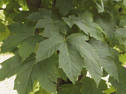 Acer diabolicum