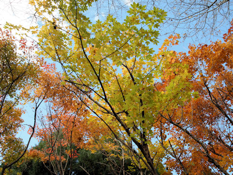 Acer diabolicum