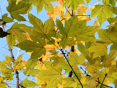 Acer diabolicum