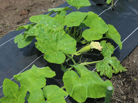 Cucurbita moschata