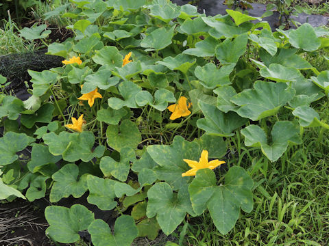 Cucurbita moschata