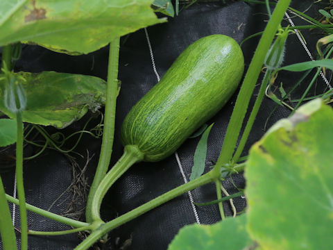 Cucurbita moschata