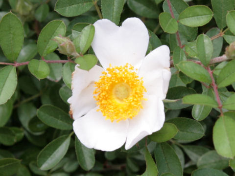 Rosa bracteata