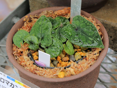 Asarum trinacriforme
